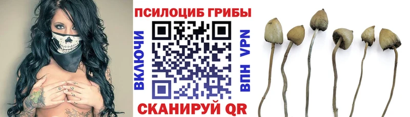 Галлюциногенные грибы Psilocybine cubensis  Купить  Владивосток 